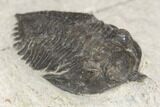 Bargain, Pseudocryphaeus Trilobite - Lghaft, morocco #126916-3